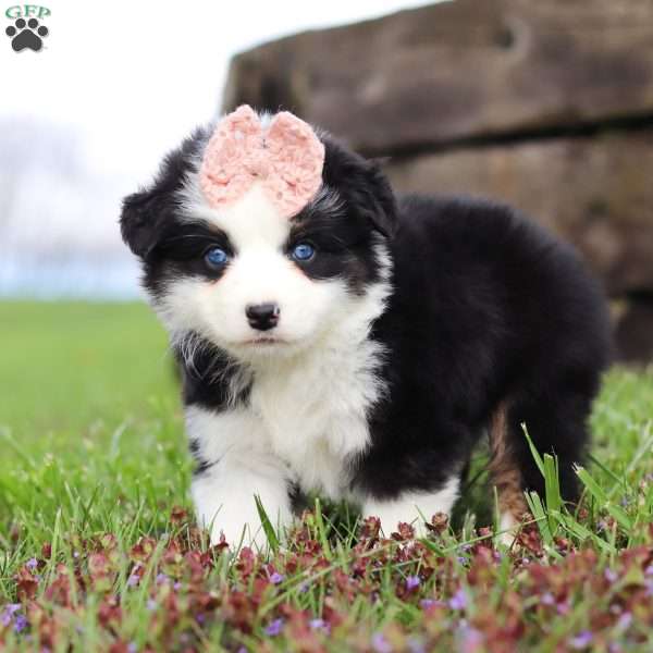 Cutiefly, Miniature Australian Shepherd Puppy